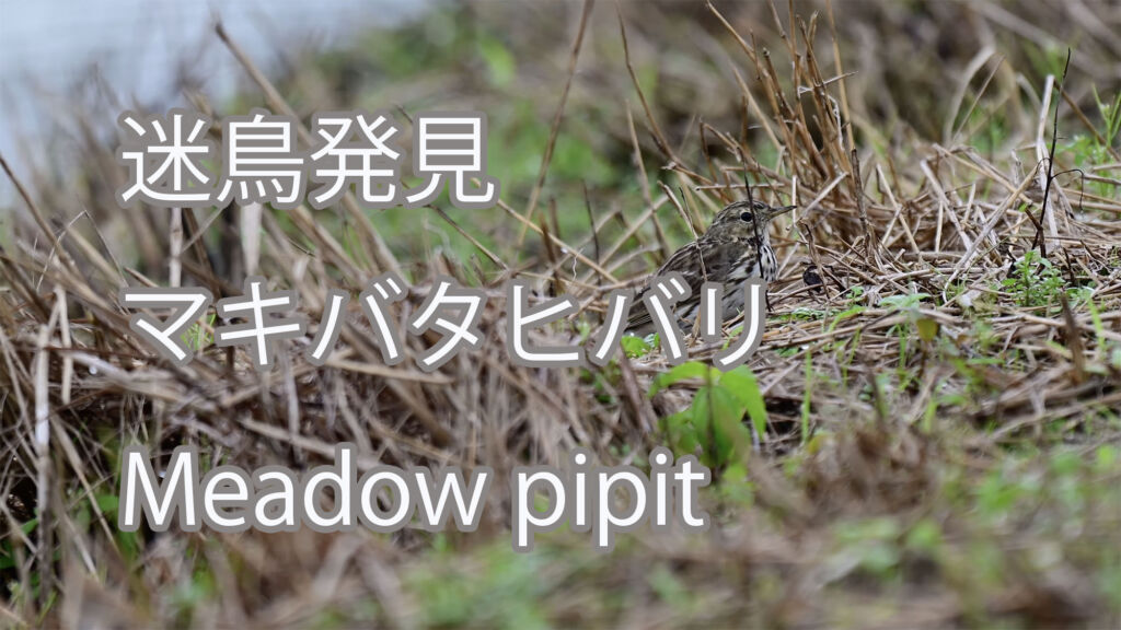 【迷鳥発見】マキバタヒバリ Meadow pipit