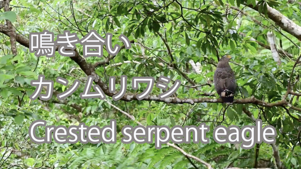 【鳴き合い】カンムリワシ Crested serpent eagle