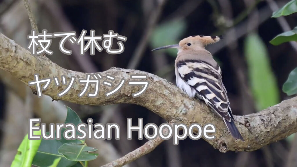 【枝で休む】ヤツガシラ Eurasian Hoopoe