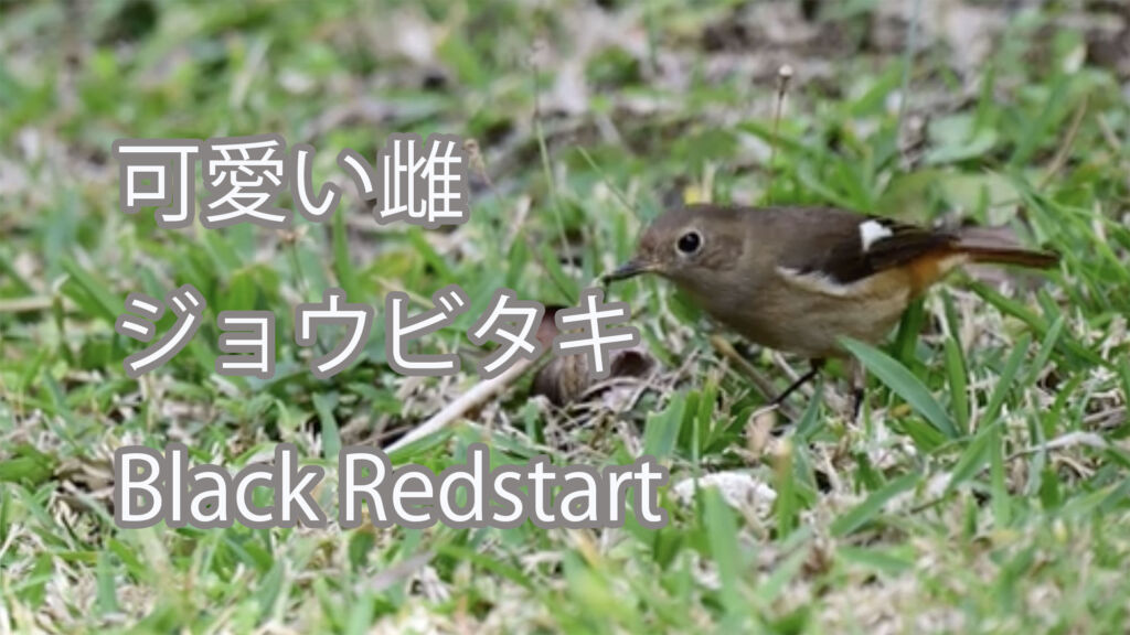 【可愛い雌】ジョウビタキ Black Redstart