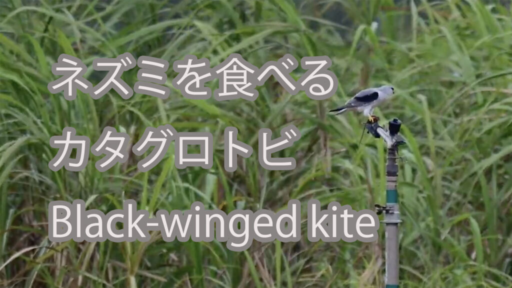 【ネズミを食べる】カタグロトビ Black-winged kite