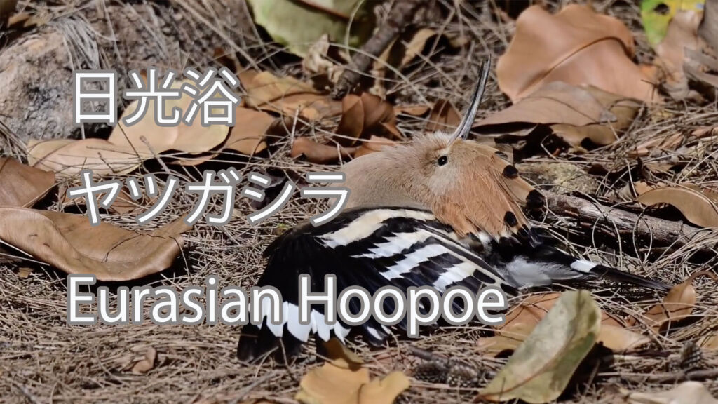 【日光浴】ヤツガシラ Eurasian Hoopoe