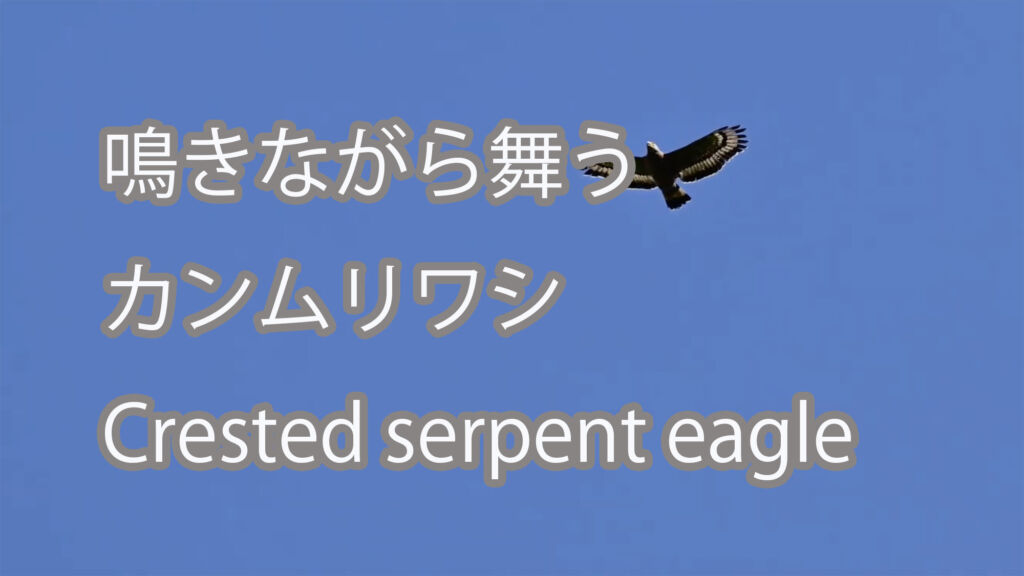【鳴きながら舞う】カンムリワシ Crested serpent eagle
