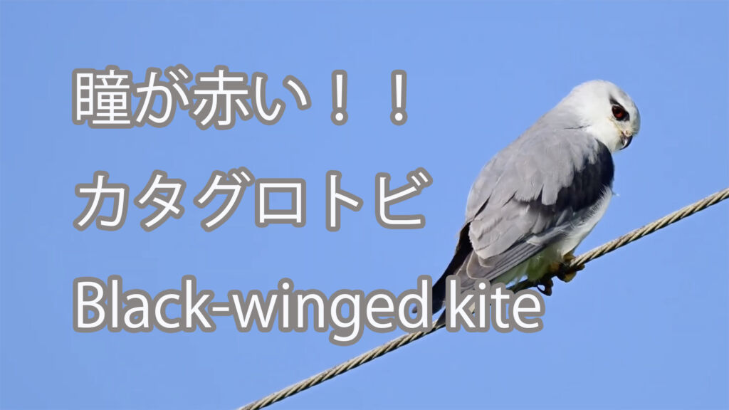 【瞳が赤い！！】カタグロトビ Black-winged kite
