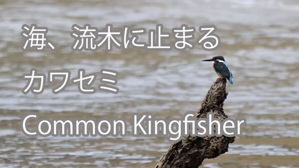 【海、流木に止まる】カワセミ Common Kingfisher