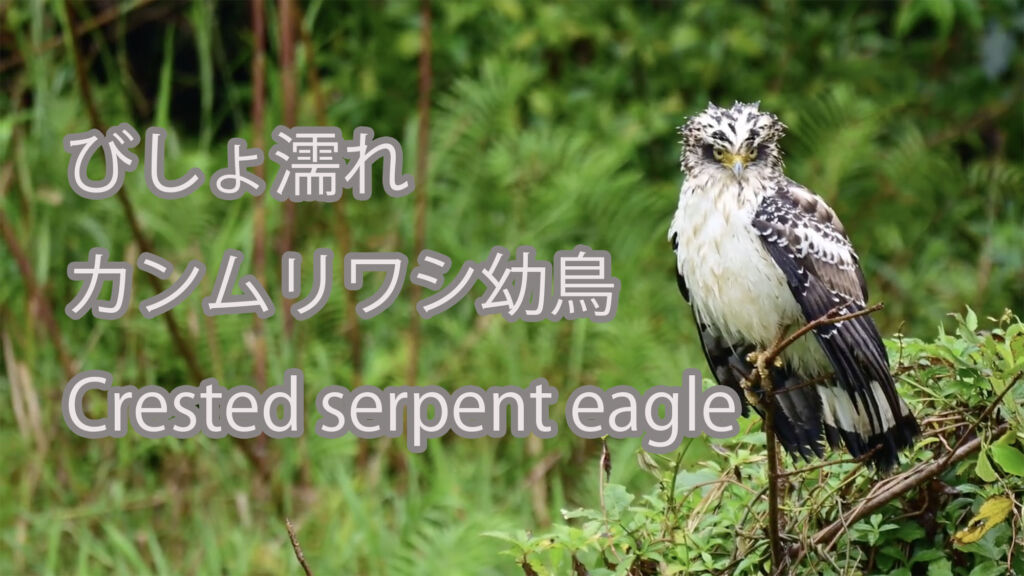 【びしょ濡れ】カンムリワシ幼鳥 Crested serpent eagle