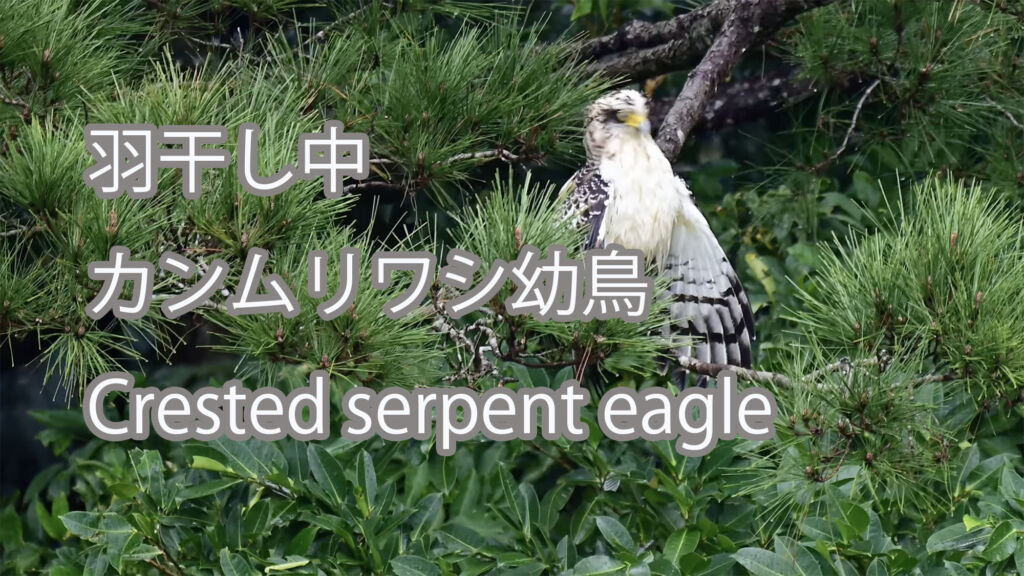 【羽干し中】カンムリワシ幼鳥 Crested serpent eagle