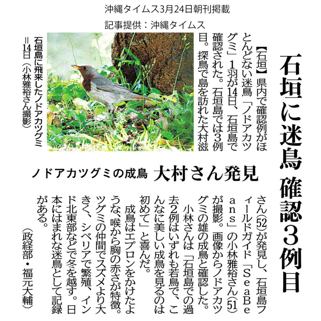 沖縄タイムス3月24日朝刊掲載「石垣に迷鳥確認　３例目　ノドアカツグミ」