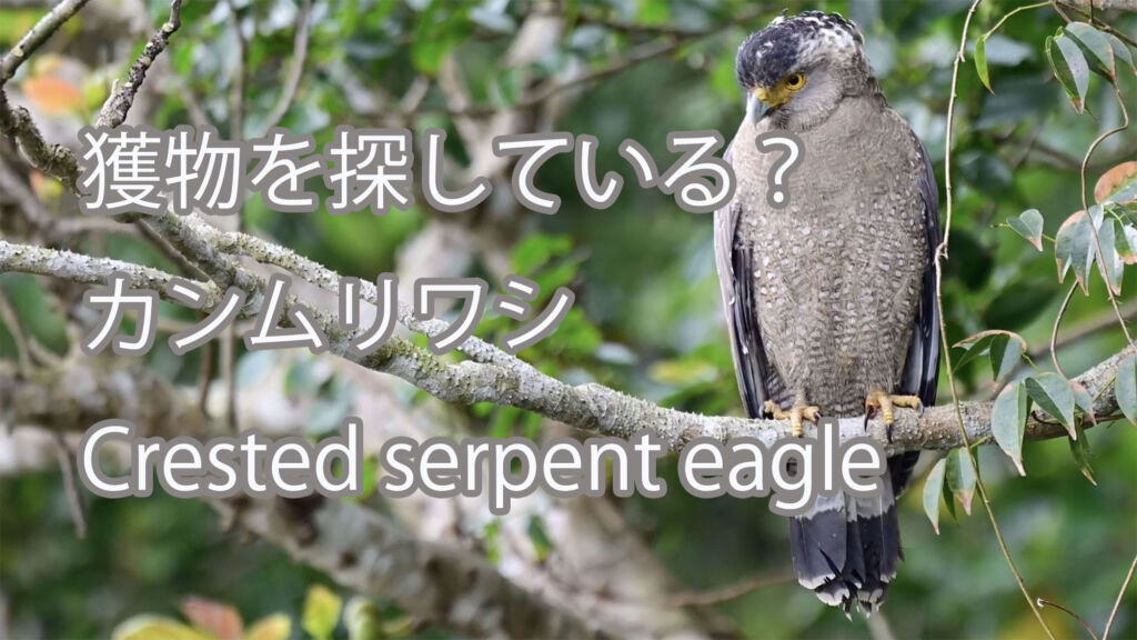 【獲物を探している？】カンムリワシ Crested serpent eagle