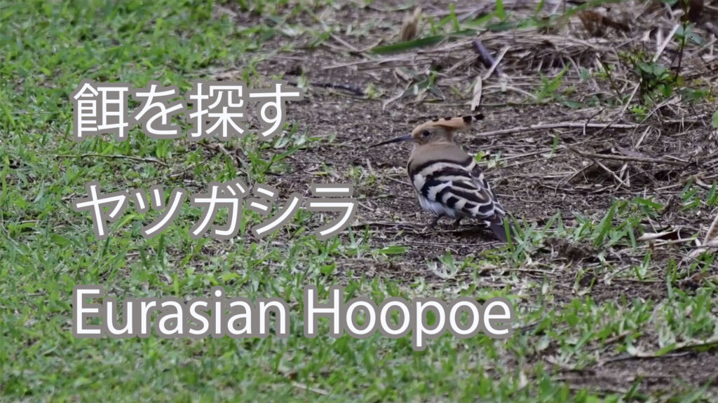 【餌を探す】ヤツガシラ Eurasian Hoopoe