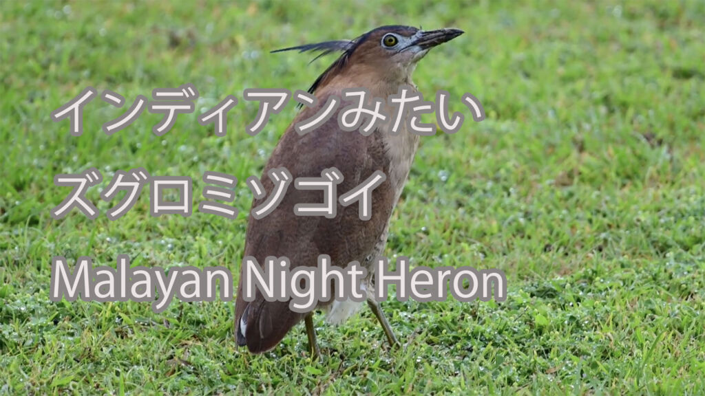 【インディアンみたい】ズグロミゾゴイ Malayan Night Heron