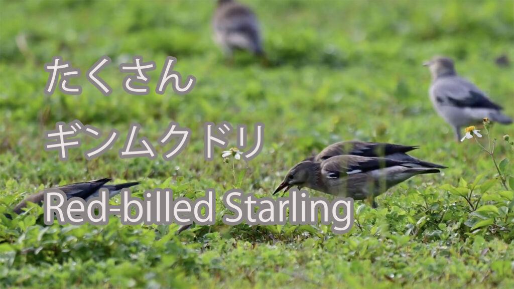 【たくさん】ギンムクドリ Red-billed Starling