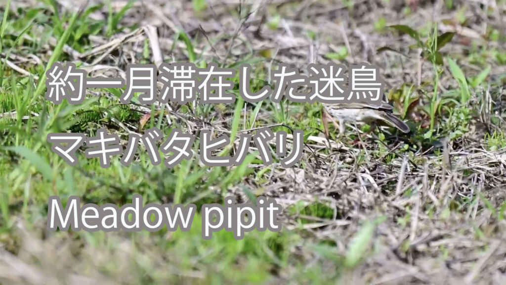 【約一月滞在した迷鳥】マキバタヒバリ Meadow pipit