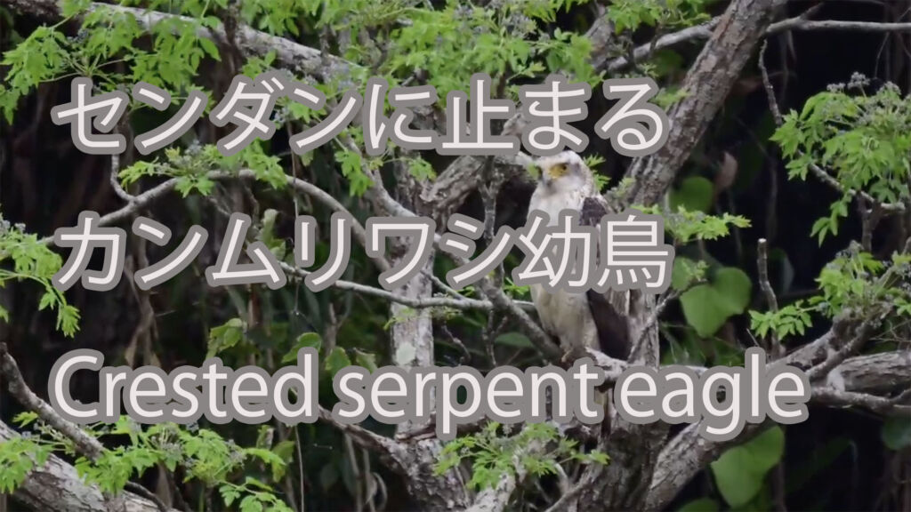 【センダンに止まる】カンムリワシ Crested serpent eagle
