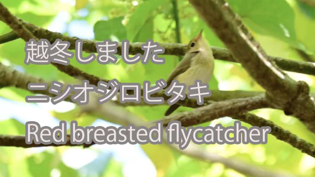 【越冬しました】ニシオジロビタキ Red breasted flycatcher
