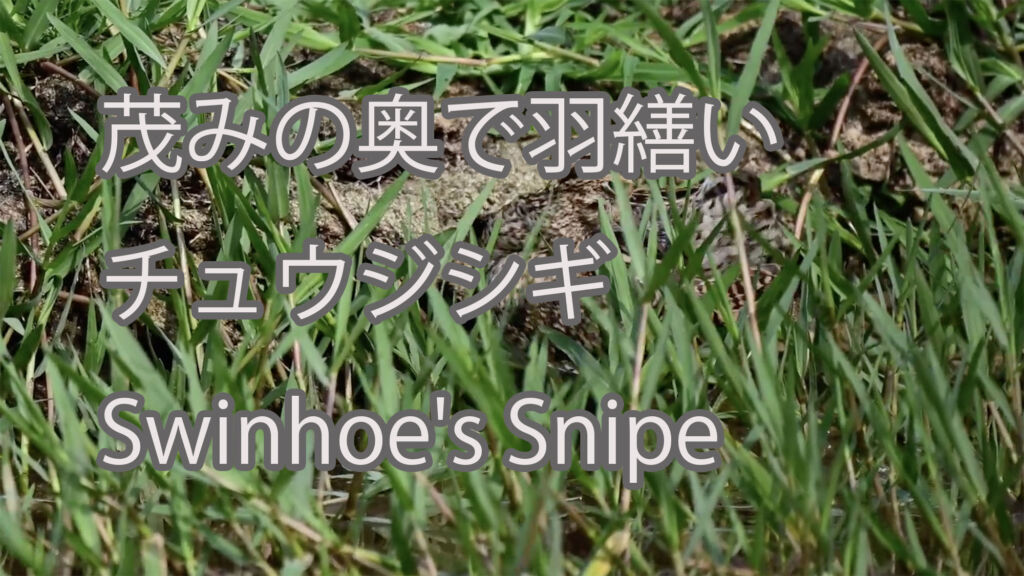【茂みの奥で羽繕い】チュウジシギ Swinhoe's Snipe
