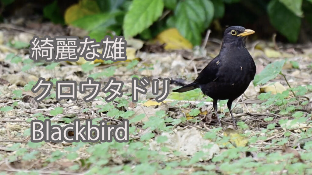 【綺麗な雄】クロウタドリ Blackbird