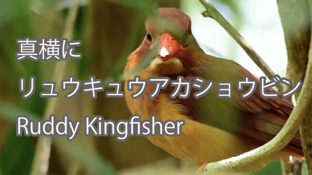【真横に】リュウキュウアカショウビン Ruddy Kingfisher