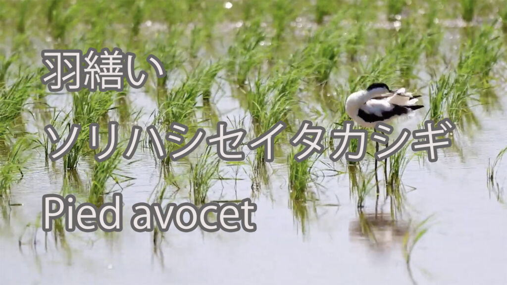 【羽繕い】ソリハシセイタカシギ Pied avocet