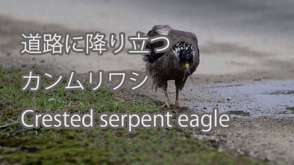 【道路に降り立つ】カンムリワシ Crested serpent eagle