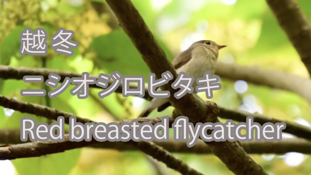 【越冬】ニシオジロビタキ Red breasted flycatcher