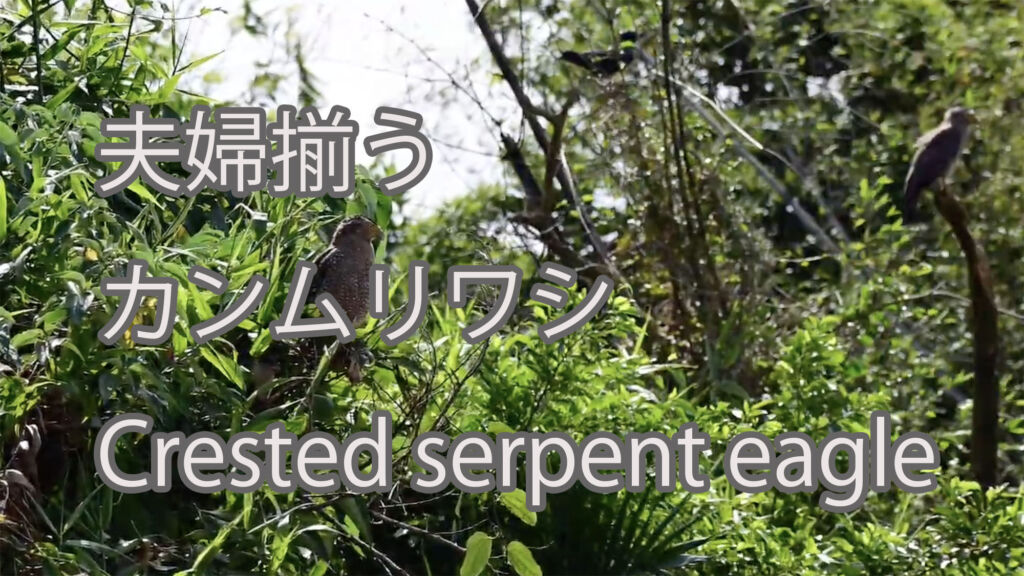 【夫婦揃う】カンムリワシ Crested serpent eagle