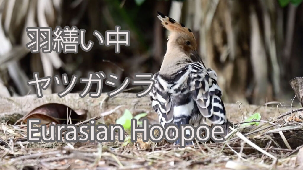 【羽繕い中】ヤツガシラ Eurasian Hoopoe