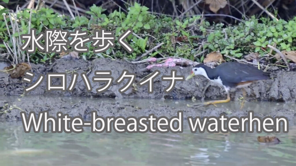 【水際を歩く】シロハラクイナ White-breasted waterhen