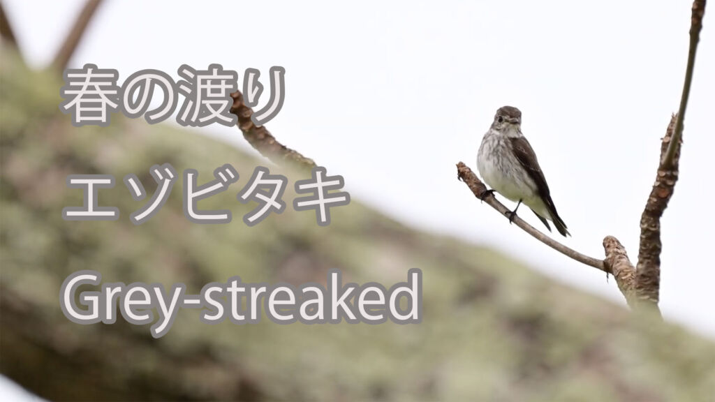 【春の渡り】エゾビタキ Grey-streaked
