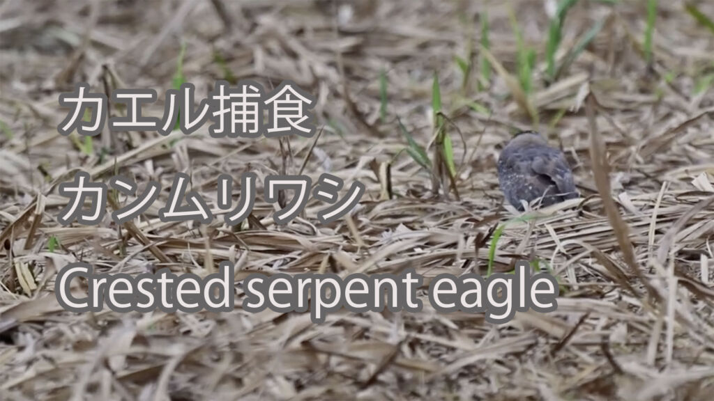【カエル捕食】カンムリワシ Crested serpent eagle