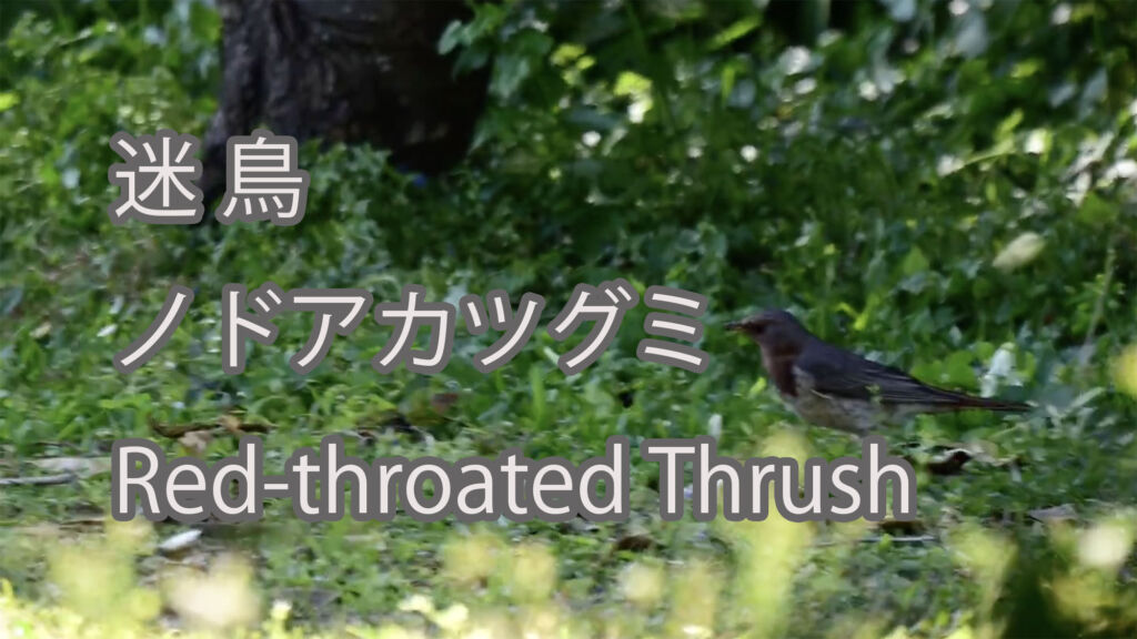 【迷鳥】ノドアカツグミ Red-throated Thrush