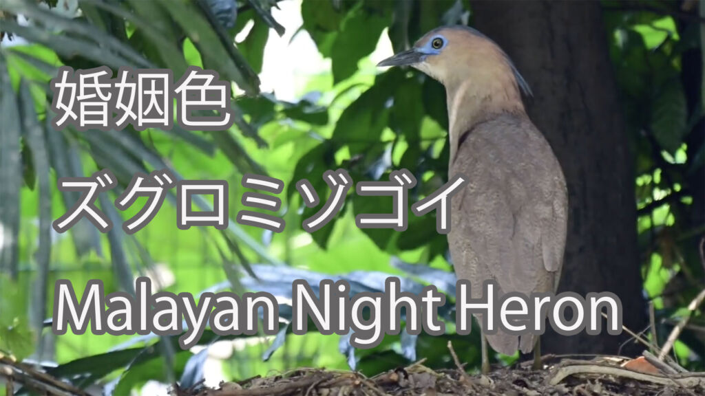 【婚姻色】ズグロミゾゴイ Malayan Night Heron