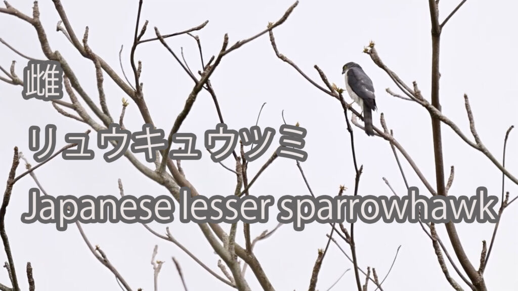 【雌】リュウキュウツミ Japanese lesser sparrowhawk