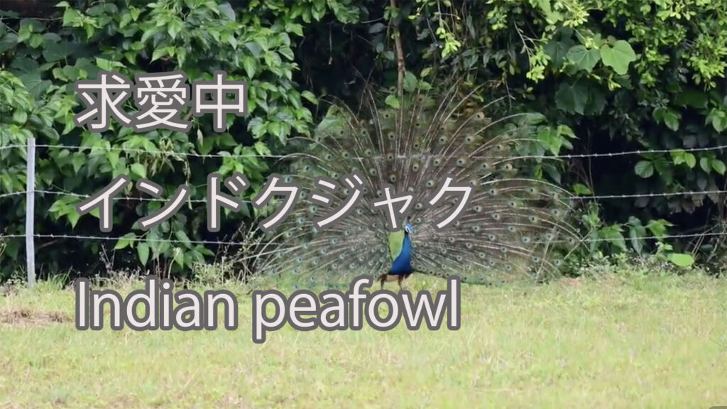 【求愛中】インドクジャク Indian peafowl