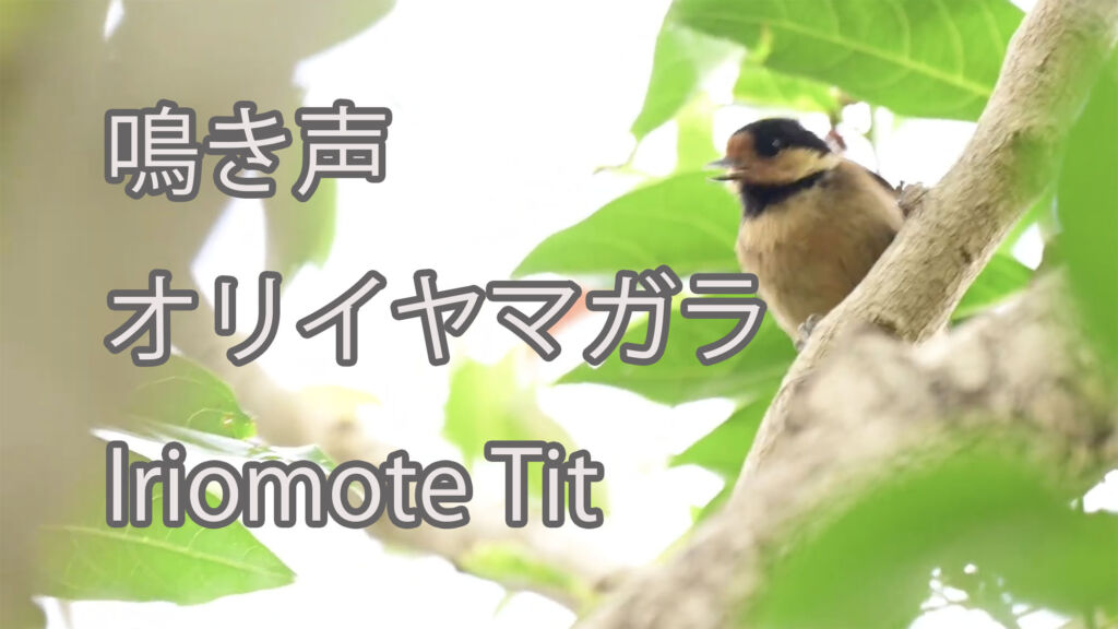 【鳴き声】オリイヤマガラ Iriomote Tit