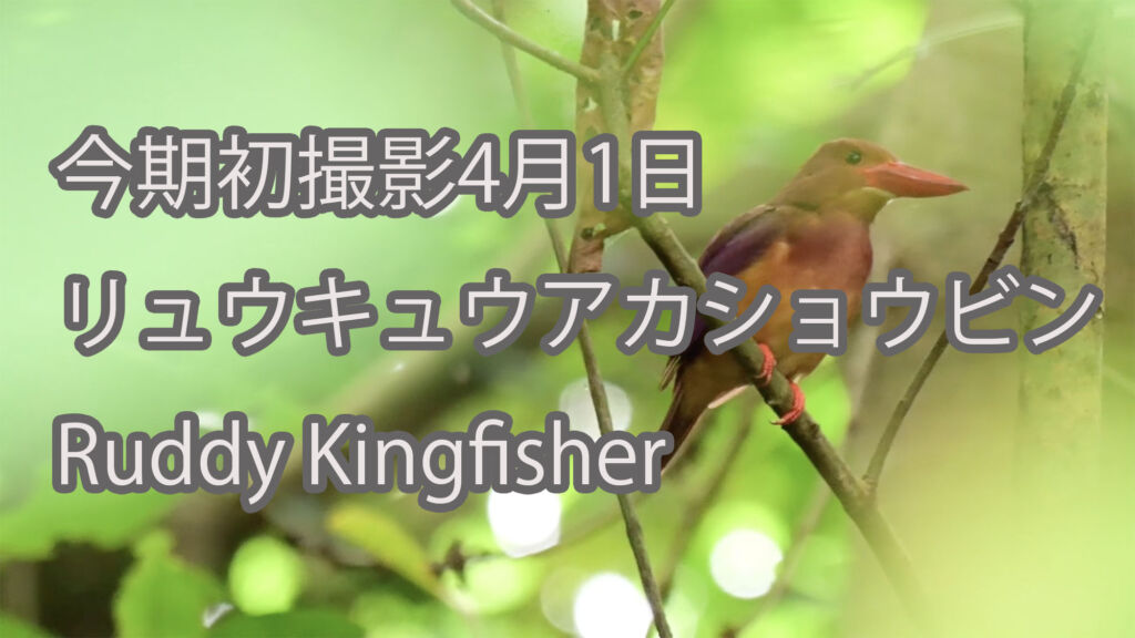 【今期初撮影4月1日】リュウキュウアカショウビン Ruddy Kingfisher