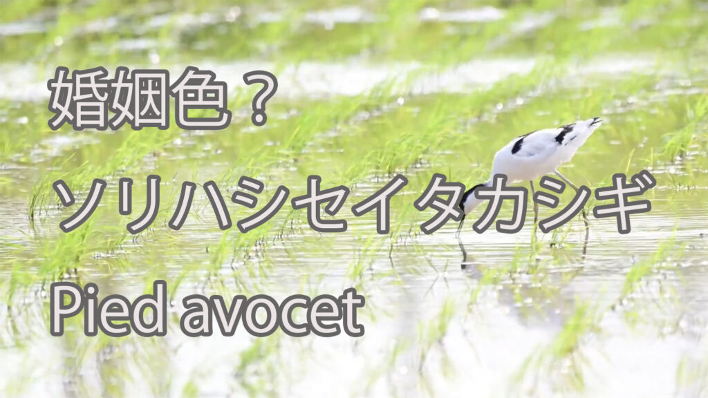 【婚姻色？】ソリハシセイタカシギ Pied avocet