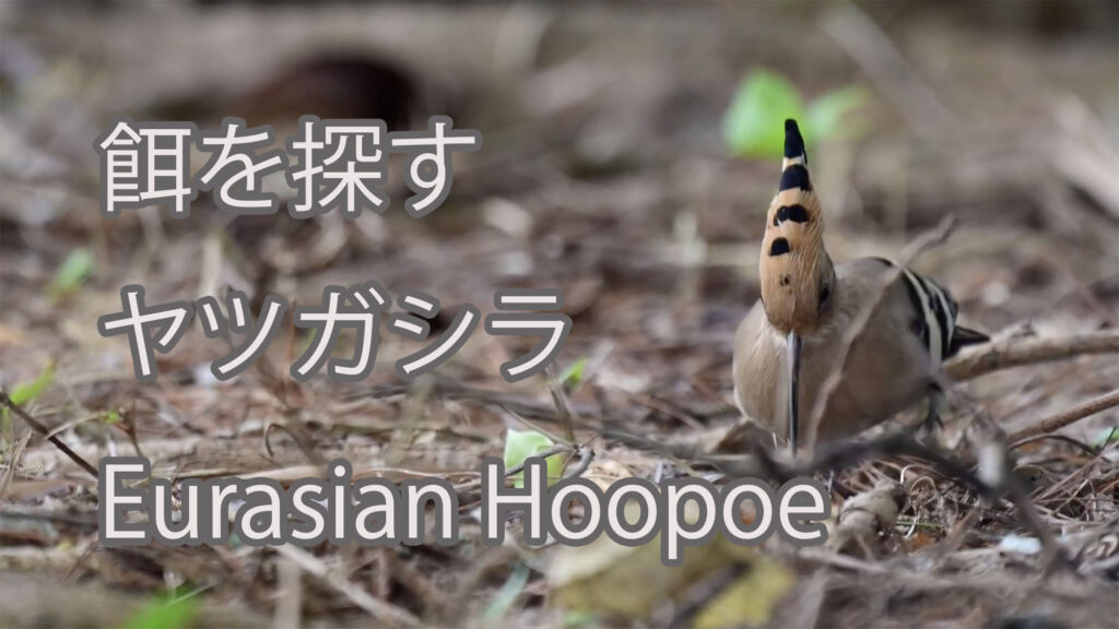【餌を探す】ヤツガシラ Eurasian Hoopoe