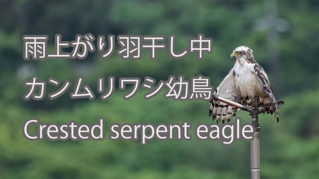 【雨上がり羽干し中】カンムリワシ幼鳥 Crested serpent eagle