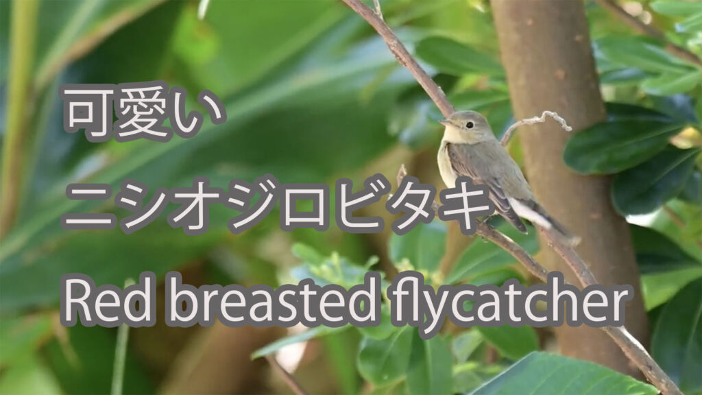 【可愛い】ニシオジロビタキ Red breasted flycatcher