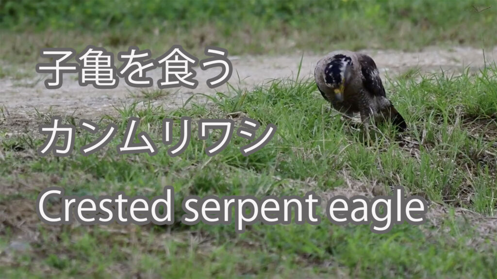 【子亀を食う】カンムリワシ Crested serpent eagle