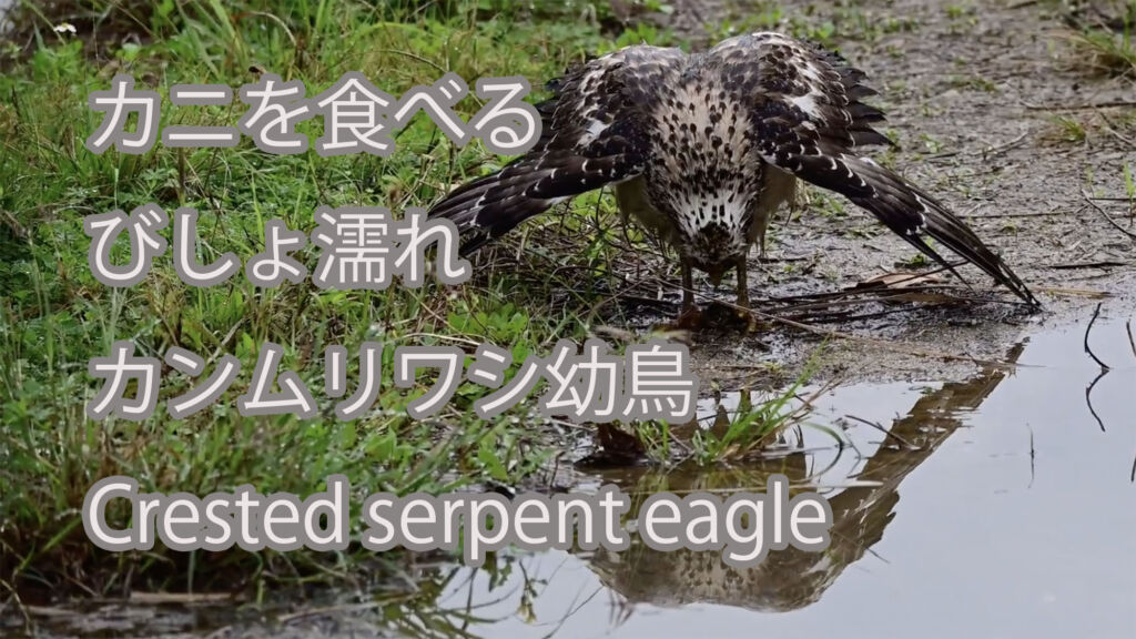【カニを食べる】びしょ濡れカンムリワシ幼鳥 Crested serpent eagle