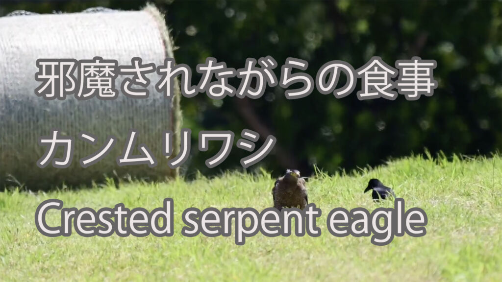 【邪魔されながらの食事】カンムリワシ Crested serpent eagle