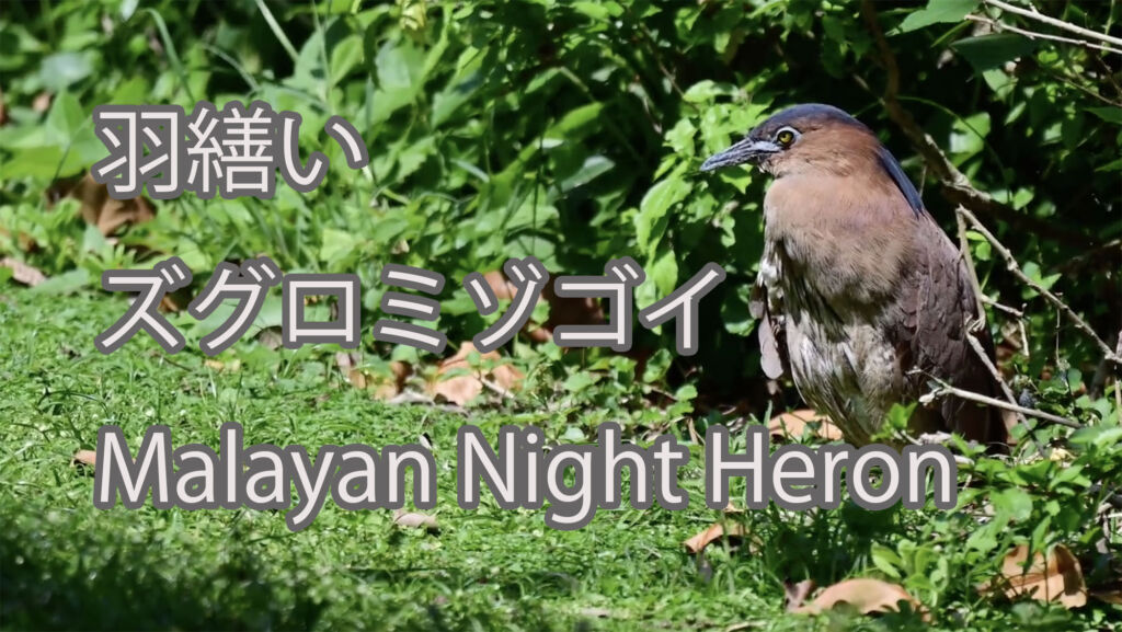 【羽繕い】ズグロミゾゴイ Malayan Night Heron