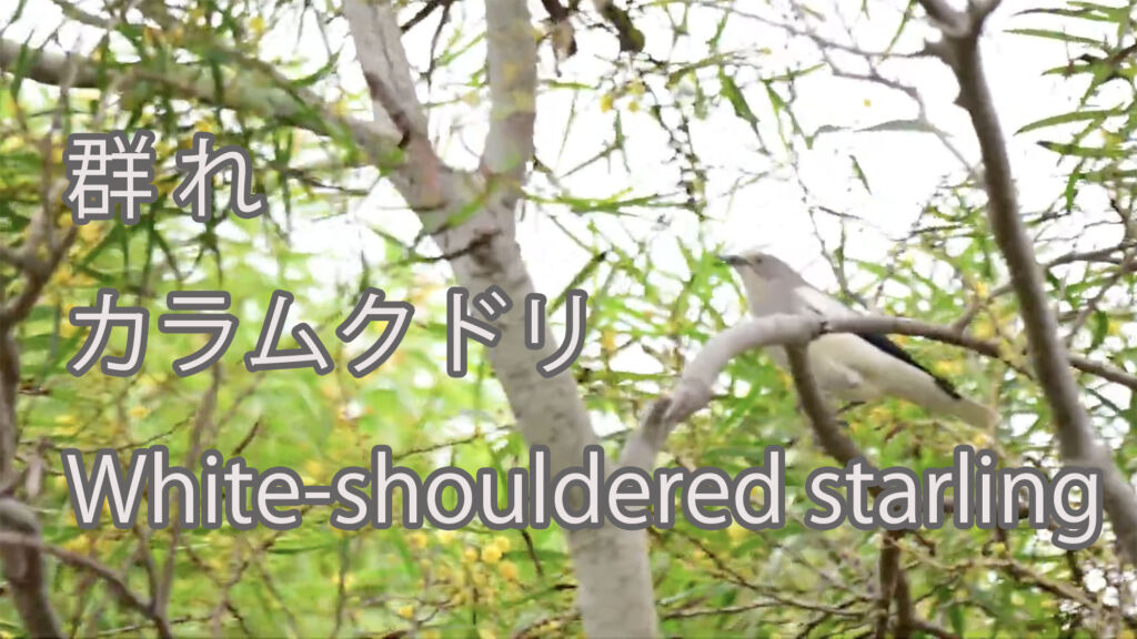 【群れ】カラムクドリ White-shouldered starling