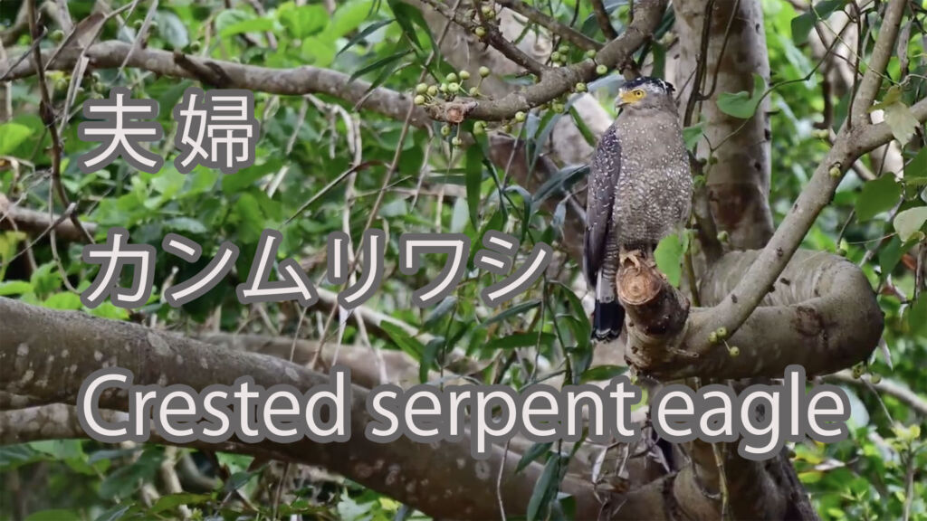 【夫婦】 カンムリワシ  Crested serpent eagle