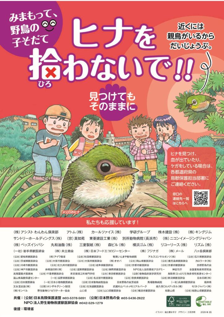 野鳥のヒナを拾わないで！！営巣、子育てを邪魔しないように注意！！