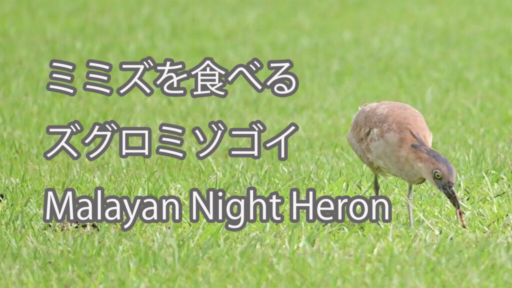 【ミミズを食べる】ズグロミゾゴイ Malayan Night Heron