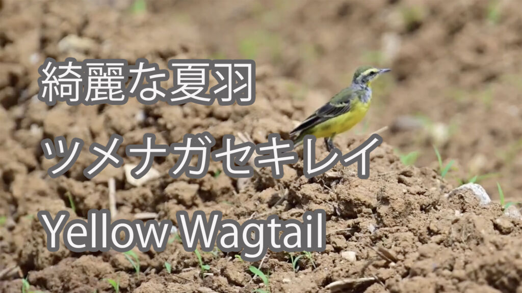 【綺麗な夏羽】ツメナガセキレイ Yellow Wagtail
