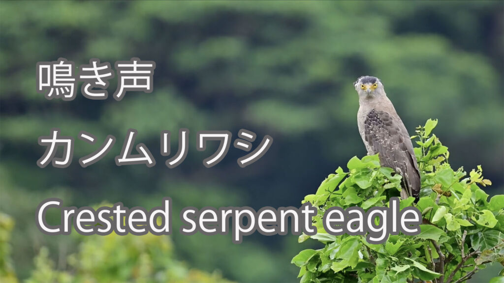 【鳴き声】 カンムリワシ Crested serpent eagle